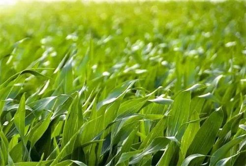 杨自文认为,发展微生物农业将再造饲料,肥料,农药,环保,食品加工等